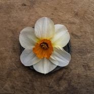 Single Barrett Browning bloom on wooden table.
