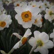 Barrett Browning blooming in garden.