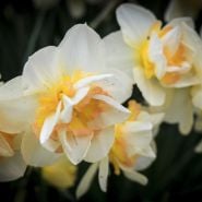 Sweet Ocean Daffodils growing in the garden.