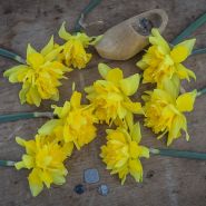 Von Sion Daffodils on a wooden background with a miniature wooden shoe and coins.
