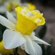 Close-up Popeye Daffodil.