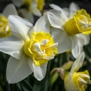 Popeye Daffodil Trio.