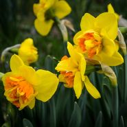 Close-up trio of Sizzling Fire Daffodil.