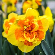 Close-up of Sizzling Fire Daffodil showing each frilly petal in high definition.