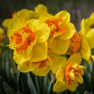 Small bouquet of Sizzling Fire Daffodil still growing in garden.