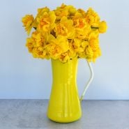 Large bouquet of Sizzling Fire Daffodil in yellow watering can.
