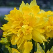 Macro detail of a single Von Sion Daffodil growing in garden.