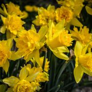 Von Sion Daffodils growing in the garden at Baker Creek.