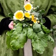 Woman holding Big Leaf Tong Ho Chrysanthemum leaves and flowers.