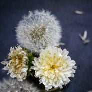 Japanese White Dandelion along with Dandelion that has gone to seed.