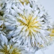 Close-up Japanese White Dandelion.