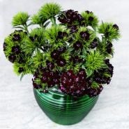Black Adder Dianthus arranged in green glass vase on a light background.