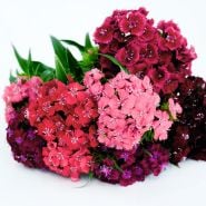 A bouquet of Floral Mix Dianthus on white background.
