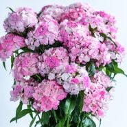 A close-up view of Floral Pearl Appleblossom Dianthus flowers in a vase.