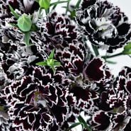 Close-up macro view of Zebra Crossing Dianthus blooms.