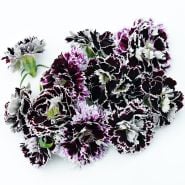 Close-up of Zebra Crossing Dianthus blooms on a bright white background.