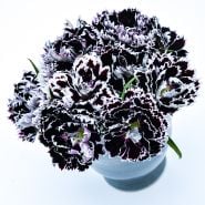 Zebra Crossing Dianthus flowers in grey vase on a white background.