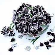 Zebra Crossing Dianthus in an arrangement surrounded by petals.