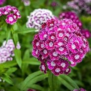 Purple Crown Dianthus growing in garden.