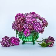 Purple Crown Dianthus in green bowl with white background.