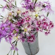 Rainbow Loveliness Dianthus in tin bucket and white background.