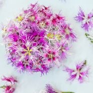 Rainbow Loveliness Dianthus in clear bowl on white background.