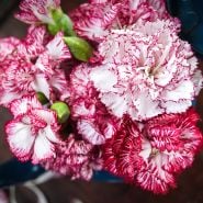 Close-up of Raspberry Ripple Dianthus flowers on a wooden background.