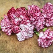 Close-up of Raspberry Ripple Dianthus flowers on a wooden background.