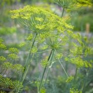 Dill - Bouquet
