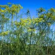 Elephant Dill growing under a beautifully blue sky.