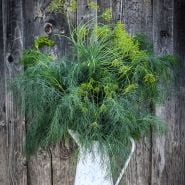 Elephant Dill springs in white water jug in front of wooden wall.