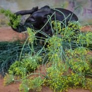 Elephant Dill sprigs in front of small elephant figure.