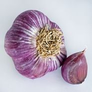 A bulb and one clove of Music Garlic on light background.