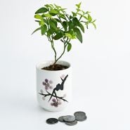 A single Top Hat Blueberry Plant with coins to show the plant's size.