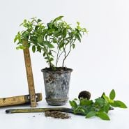 Top Hat Blueberry Plants in a small pot with a ruler and mini shovel on a white background.