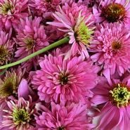 A close-up macro of Paradiso Super-Duper Echinacea blooms.