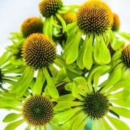 A close-up of Alan's Pride Echinacea flowers arranged in vase.