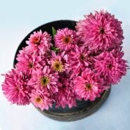 An arrangement of Paradiso Super-Duper Echinacea blooms on a light background.