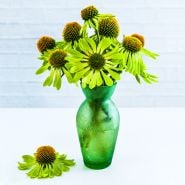 Alan's Pride Echinacea flowers in frosted green glass vase on a high key background.