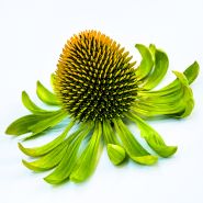 A single mature Alan's Pride Echinacea flower on a white background.