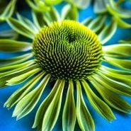 A close-up macro detailed view of bright green Alan's Pride Echinacea flowers on blue background.