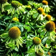 Alan's Pride Echinacea growing in the trial gardens at Baker Creek.