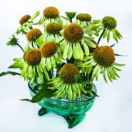 Alan's Pride Echinacea flowers arranged in green glass vase on a white background.