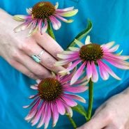 Trio of Green Twister Echinacea
