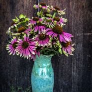Green Twister Echinacea in blue/green vase against wooden wall.