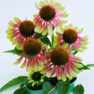 Green Twister Echinacea in pot.