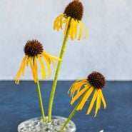 Echinacea - Paradoxa or Ozark Yellow Coneflower in vase on blue tabletop and white background.