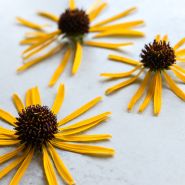 Echinacea - Paradoxa or Ozark Yellow Coneflower on white background.