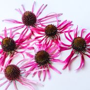 Echinacea Pallida blooms on white background.