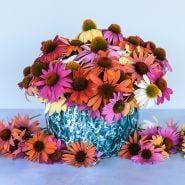 Paradiso Mix Echinacea arrangement in blue, water style printed, vase. 